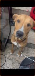 Found/Stray Male Dog last seen Near riverwalk hotels, San Antonio, TX 78205