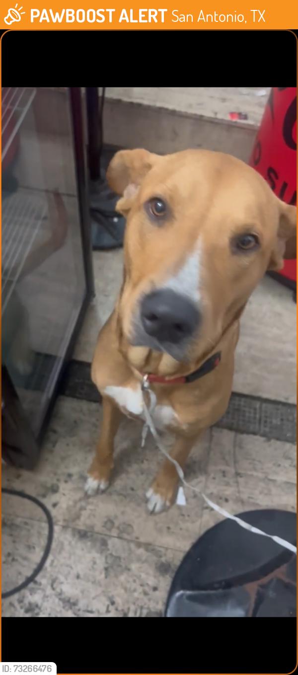 Found/Stray Male Dog last seen Near riverwalk hotels, San Antonio, TX 78205