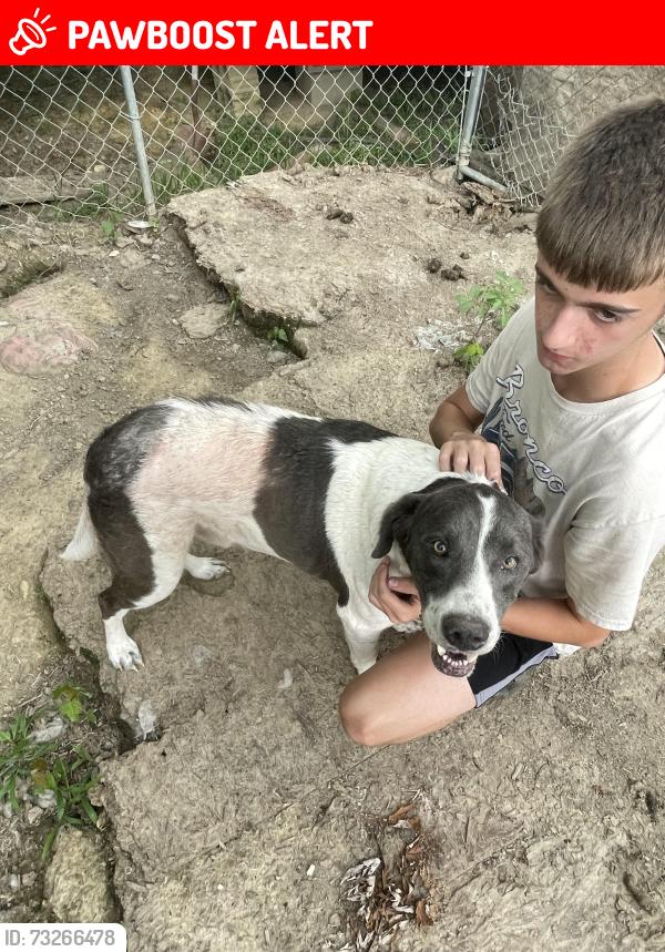 Lost Male Dog last seen Main dr and pike street, South Charleston, WV 25303