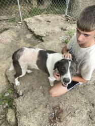 Lost Male Dog last seen Main dr and pike street, South Charleston, WV 25303