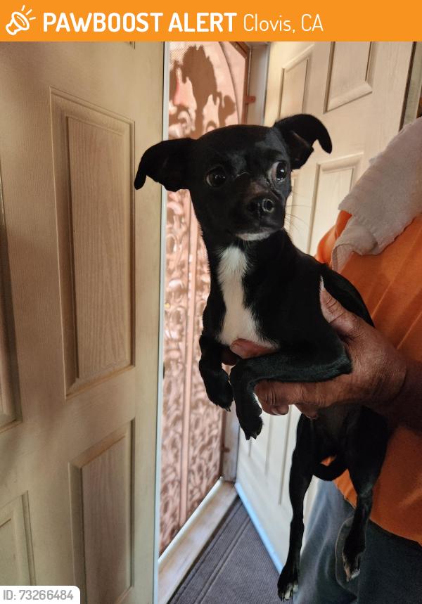 Found/Stray Female Dog last seen Ashlan & Minnewawa, Clovis, CA 93612