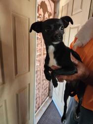 Found/Stray Female Dog last seen Ashlan & Minnewawa, Clovis, CA 93612