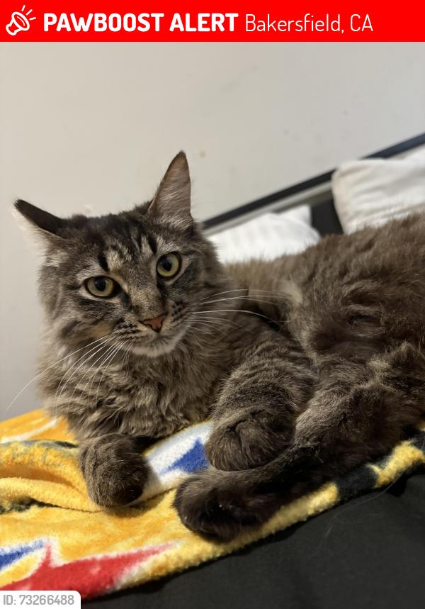 Lost Female Cat last seen Thorner Elementary, Bakersfield, CA 93306