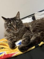 Lost Female Cat last seen Thorner Elementary, Bakersfield, CA 93306