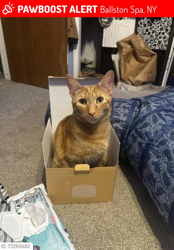 Lost Male Cat last seen Milton oaks development, Ballston Spa, NY 12020