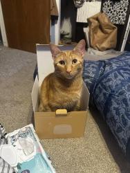 Lost Male Cat last seen Milton oaks development, Ballston Spa, NY 12020