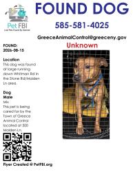 Found/Stray Male Dog last seen Whitman Rd/Maiden Ln/Stone Rd, Rochester, NY 14616
