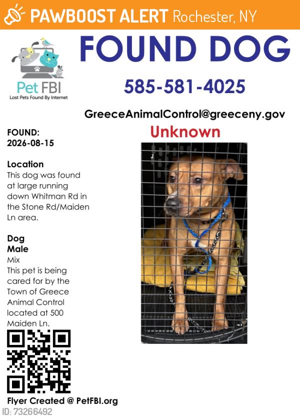 Found/Stray Male Dog last seen Whitman Rd/Maiden Ln/Stone Rd, Rochester, NY 14616