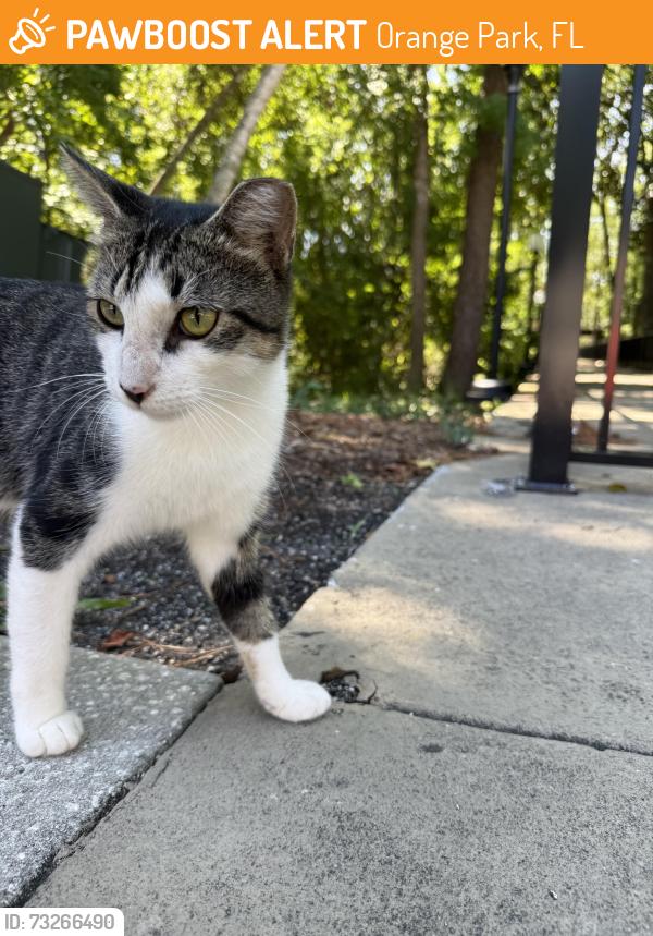 Found/Stray Unknown Cat last seen Milwaukee/Park Avenue, Orange Park, FL 32073