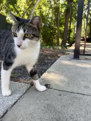 Found/Stray Unknown Cat last seen Milwaukee/Park Avenue, Orange Park, FL 32073