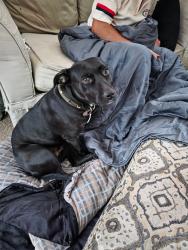 Found/Stray Female Dog last seen Kingsway sacramento, Sacramento, CA 95821