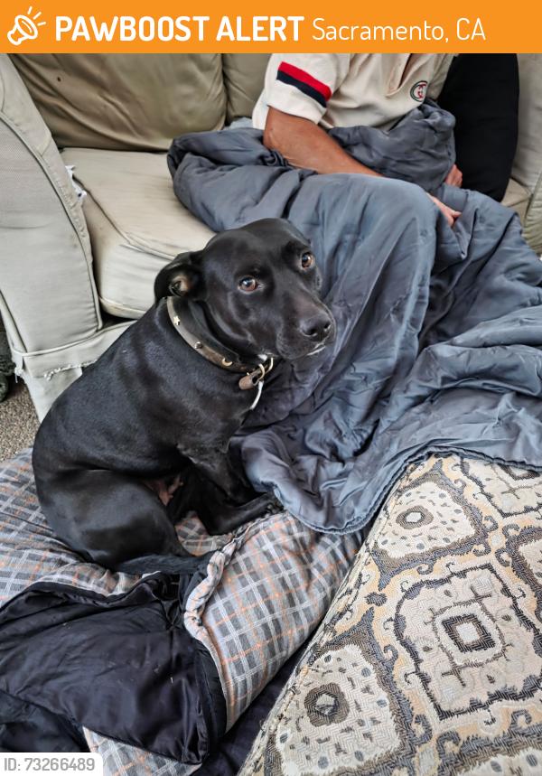 Found/Stray Female Dog last seen Kingsway sacramento, Sacramento, CA 95821