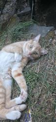 Found/Stray Female Cat last seen Elm & Washington, Oregon City, OR 97045