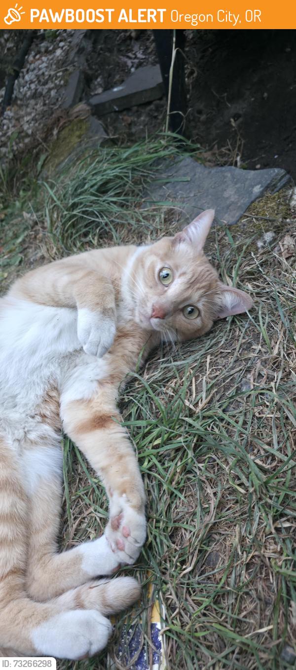 Found/Stray Female Cat last seen Elm & Washington, Oregon City, OR 97045