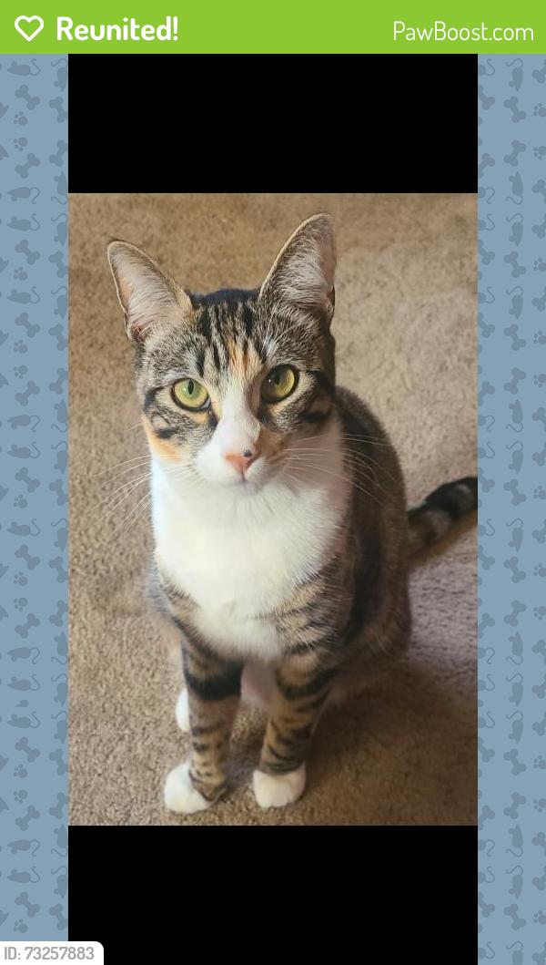 Reunited Female Cat last seen Cross streets Holbrook, Orangethorpe and Kellogg by Esperanza HS and Glenview Elementary, Anaheim, CA 92807
