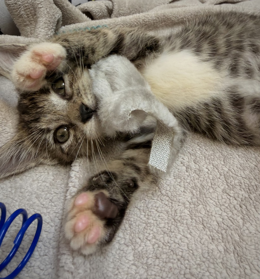 Shelter Stray Female Cat last seen 68-40 austin Street, FOREST HILLS, NY, 11375, 326 E 110th St, New York, NY 10029, USA