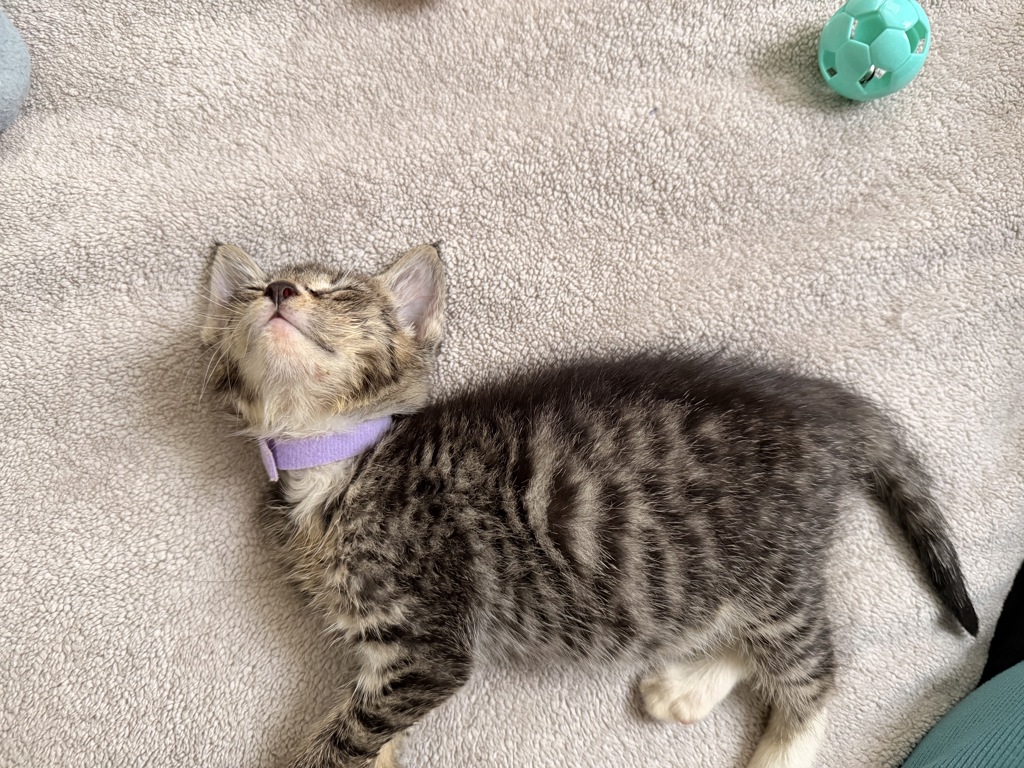 Shelter Stray Female Cat last seen 68-40 austin Street, FOREST HILLS, NY, 11375, 326 E 110th St, New York, NY 10029, USA