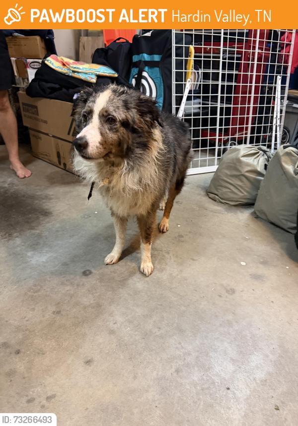 Found/Stray Male Dog last seen Greenbrook Neighborhood, Hardin Valley, TN 37931