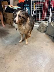 Found/Stray Male Dog last seen Greenbrook Neighborhood, Hardin Valley, TN 37931