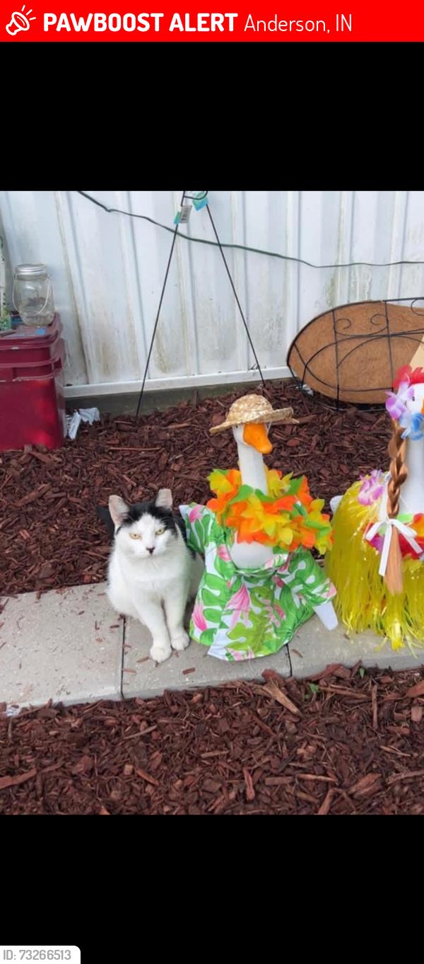 Lost Female Cat last seen 18th st irondale, Anderson, IN 46016