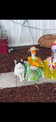 Lost Female Cat last seen 18th st irondale, Anderson, IN 46016
