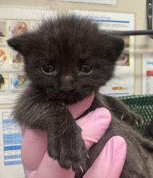 Shelter Stray Female Cat last seen Near Wayside Avenue, El Cajon, CA, 92021, El Cajon, CA 92020, USA