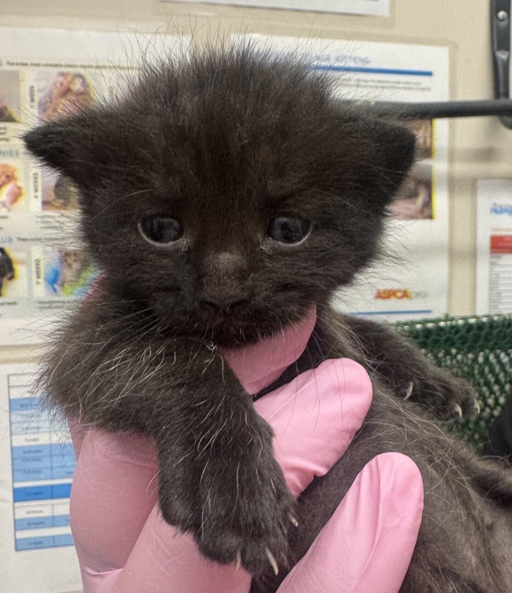 Shelter Stray Female Cat last seen Near Wayside Avenue, El Cajon, CA, 92021, El Cajon, CA 92020, USA