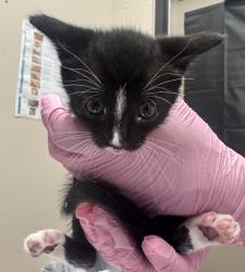 Shelter Stray Male Cat last seen Near Calle Tortuosa, San Diego, CA, 92139, El Cajon, CA 92020, USA