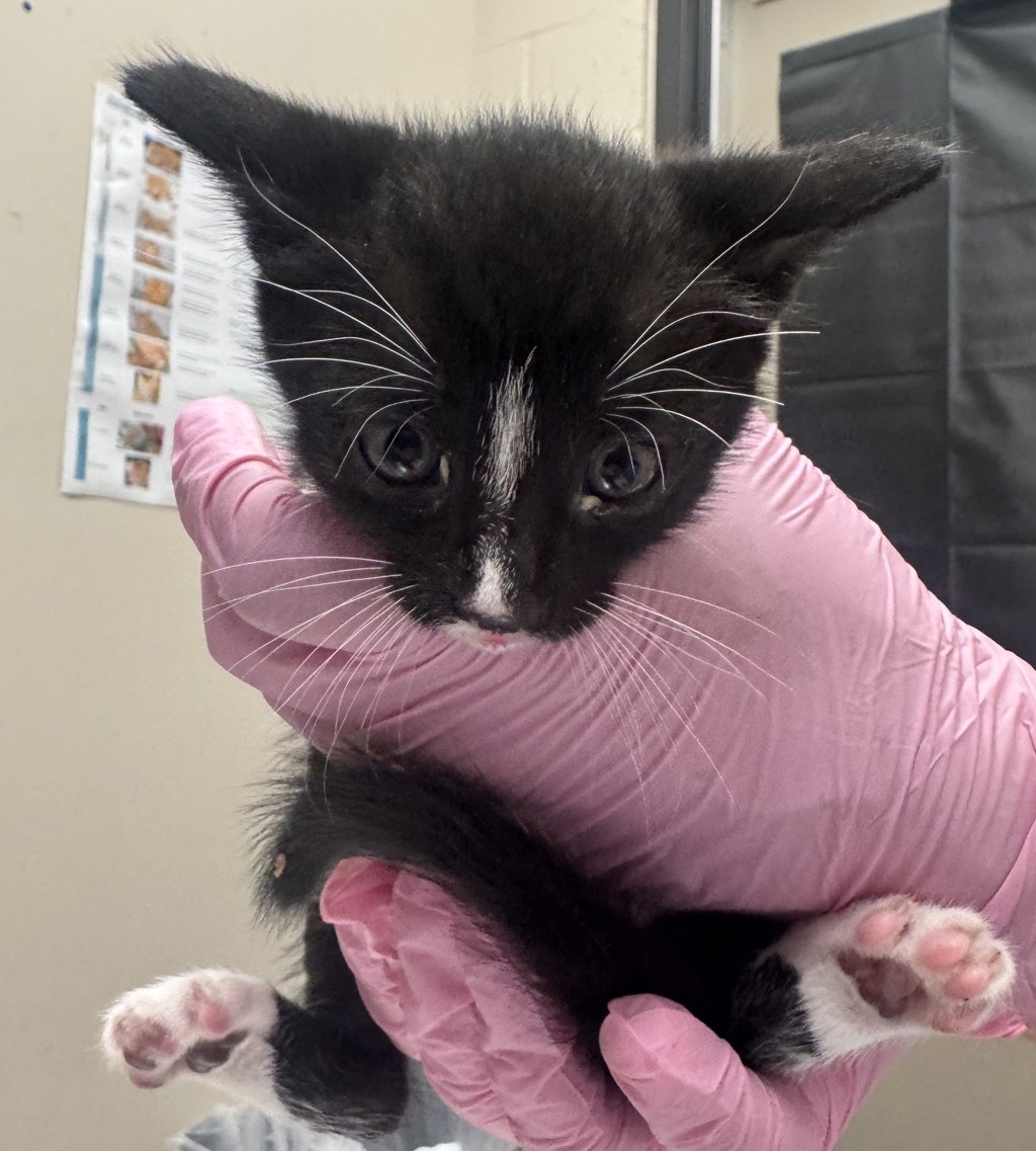 Shelter Stray Male Cat last seen Near Calle Tortuosa, San Diego, CA, 92139, El Cajon, CA 92020, USA