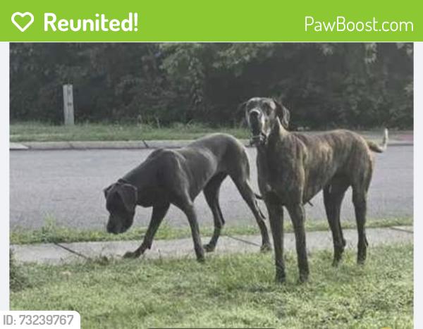 Reunited Unknown Dog last seen Pershing Road and sargent Daly dr, Chattanooga, TN 37421