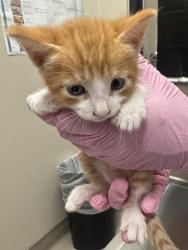Shelter Stray Male Cat last seen Near Calle Tortuosa, San Diego, CA, 92139, El Cajon, CA 92020, USA