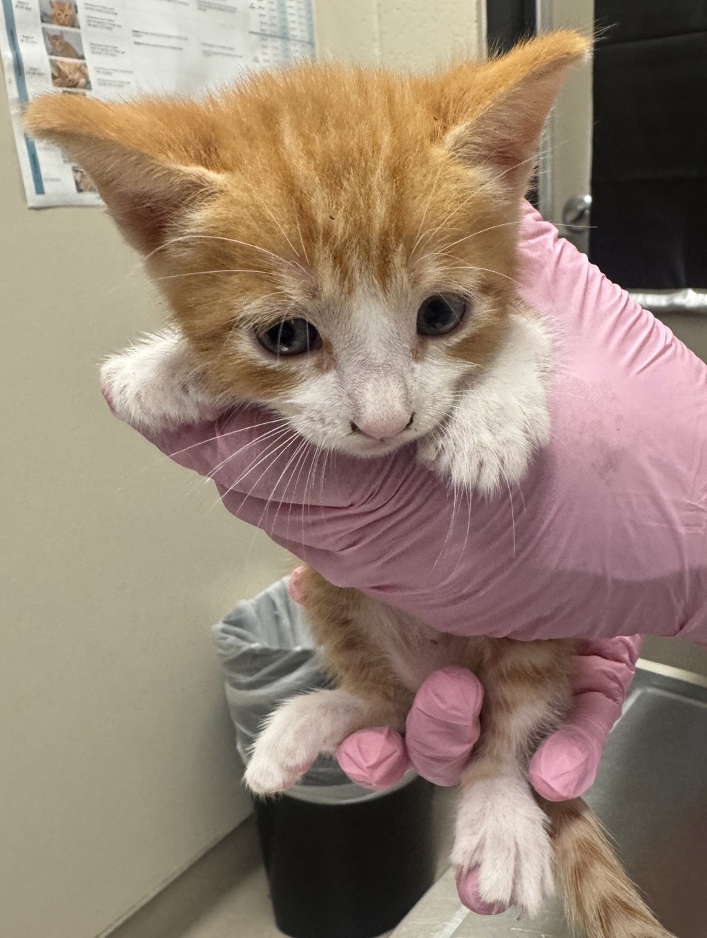 Shelter Stray Male Cat last seen Near Calle Tortuosa, San Diego, CA, 92139, El Cajon, CA 92020, USA