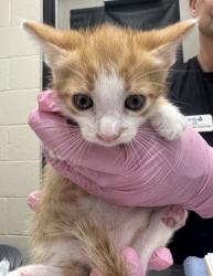 Shelter Stray Male Cat last seen Near Calle Tortuosa, San Diego, CA, 92139, El Cajon, CA 92020, USA