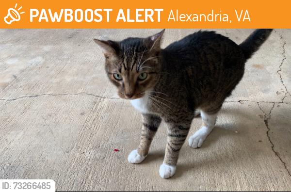 Found/Stray Male Cat last seen S Reynolds St, Alexandria, VA 22304