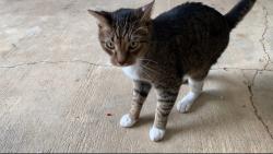 Found/Stray Male Cat last seen S Reynolds St, Alexandria, VA 22304