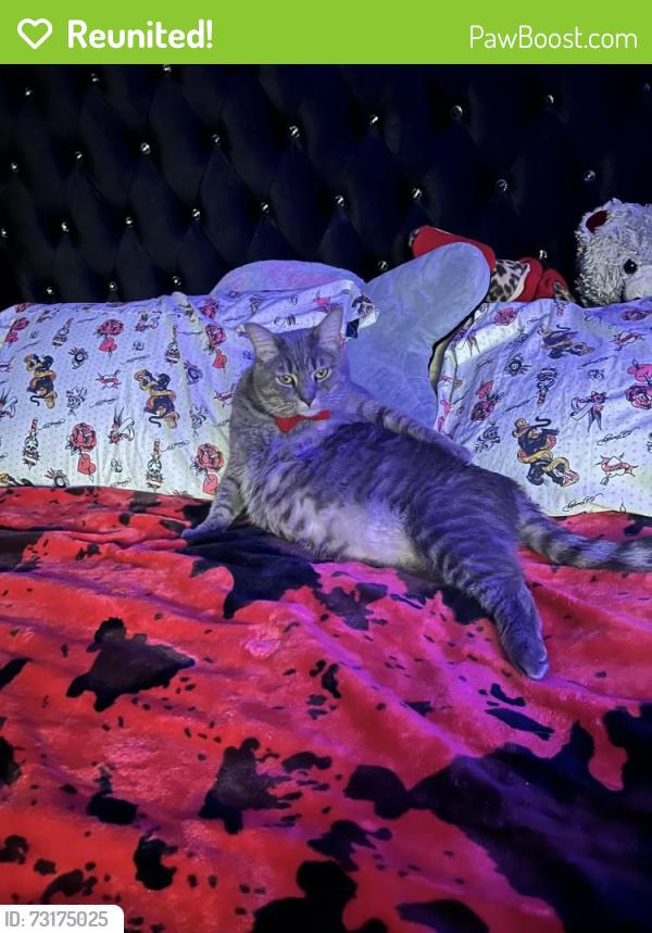 Reunited Male Cat last seen 4040- 4050 mistletoe drive burlington nc, Burlington, NC 27217