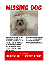 Lost Male Dog last seen Paulsen & Stockwell, Compton, CA 90220