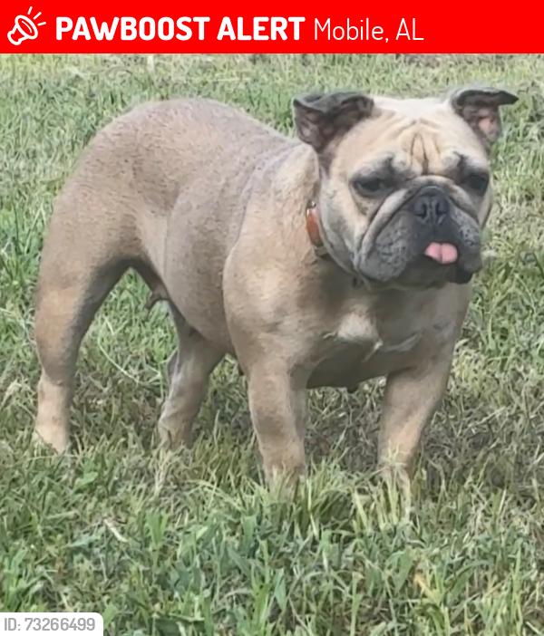 Lost Female Dog last seen Threenotch rd an Theodore Dawes, Mobile, AL 36619
