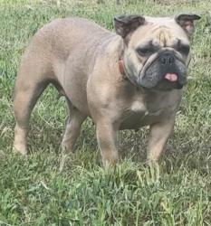 Lost Female Dog last seen Threenotch rd an Theodore Dawes, Mobile, AL 36619