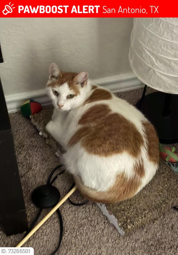 Lost Female Cat last seen Elm cv & Elm trail, San Antonio, TX 78244