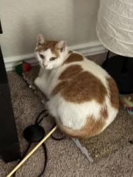 Lost Female Cat last seen Elm cv & Elm trail, San Antonio, TX 78244