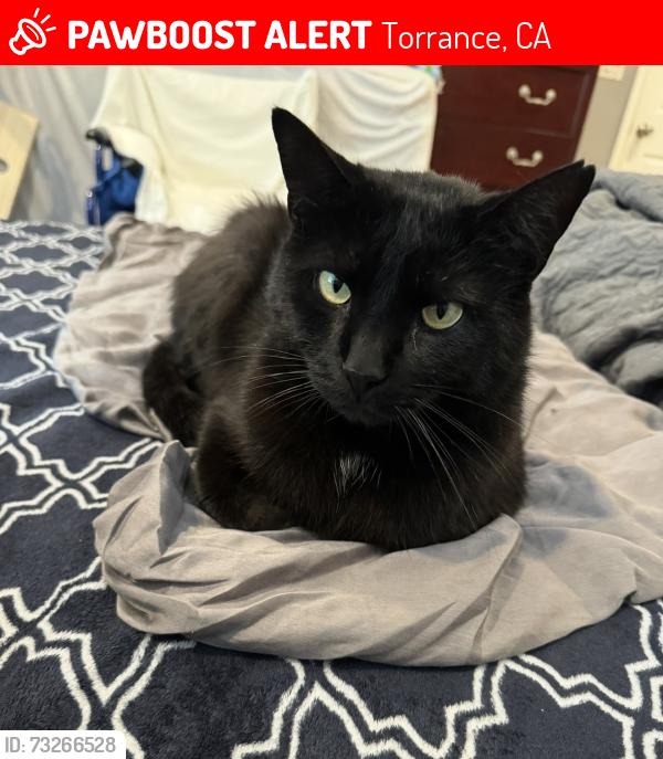 Lost Male Cat last seen West High School, Torrance, CA 90503