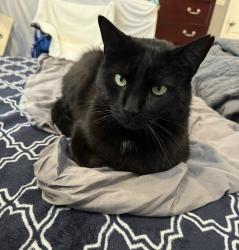 Lost Male Cat last seen West High School, Torrance, CA 90503