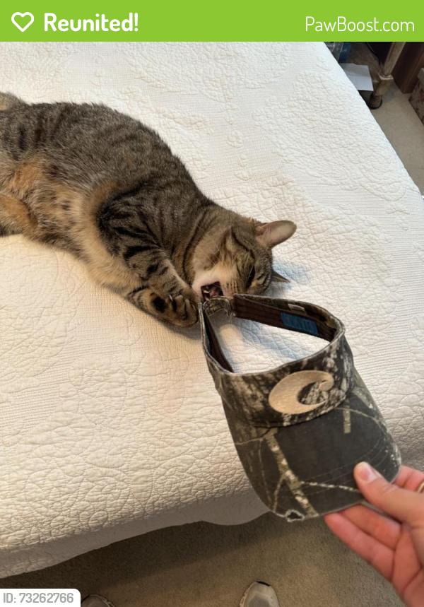 Reunited Male Cat last seen Fairlakes pointe dr, Rockwall, TX 75087