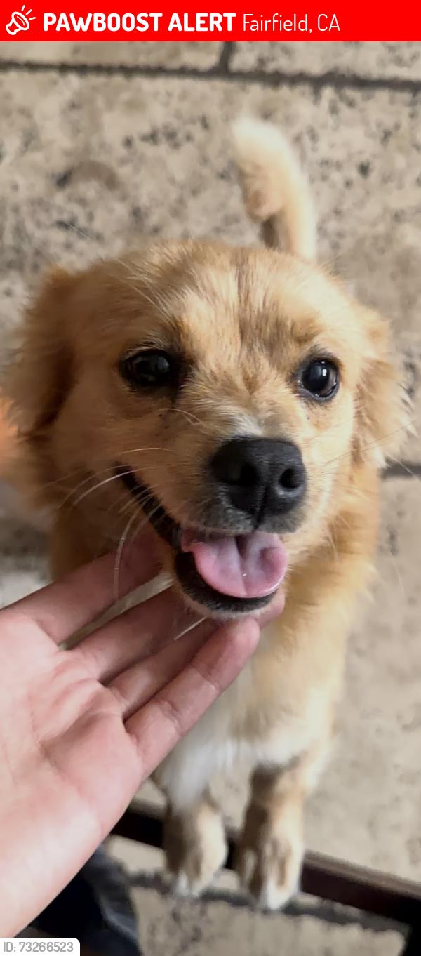 Lost Male Dog last seen Near James St Fairfield, Fairfield, CA 94533