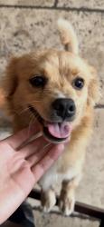 Lost Male Dog last seen Near James St Fairfield, Fairfield, CA 94533