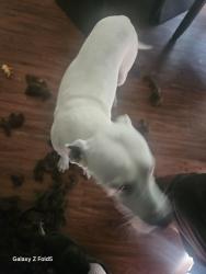Reunited Female Dog last seen Chapel rd, Fort Worth, TX 76108