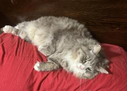 Lost Male Cat last seen hampton ave,asbury ave and hudson drive, Greenville, SC 29601