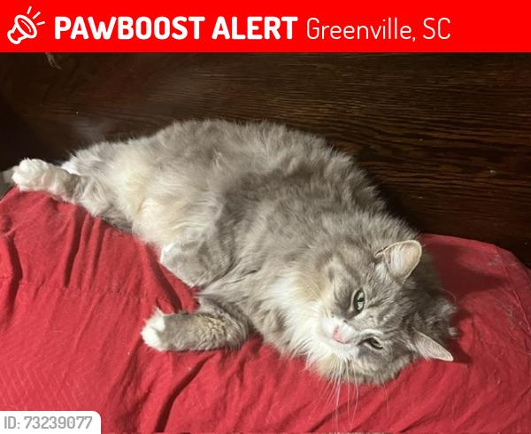 Lost Male Cat last seen hampton ave,asbury ave and hudson drive, Greenville, SC 29601
