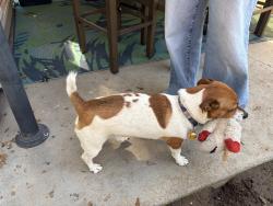 Lost Male Dog last seen Victory and five mile, Boise, ID 83709
